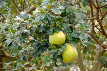 pomelo on tree in organic farm