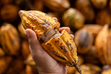 Cocoa beans and cocoa pod on a wooden surface