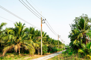 Transmission line of electricity with green coconut tree forest, Electricity pole on agriculture field, Electricity pylon on bright sky clouds, Electricity tower with green nature landscape