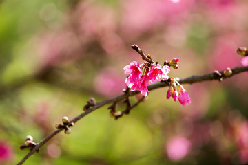 Cherry Blossom and Sakura wallpaper