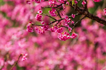 Fototapeta na wymiar Cherry Blossom and Sakura wallpaper