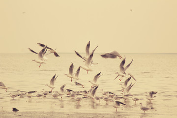 birds close to beach 
