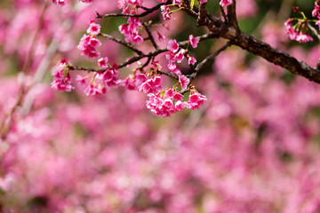 Fototapeta na wymiar Cherry Blossom and Sakura wallpaper