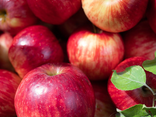 Close Up of Ripe Red Apples