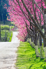 Cherry Blossom and Sakura wallpaper