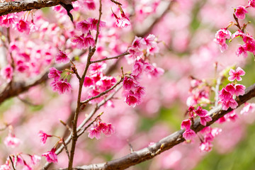 Cherry Blossom and Sakura wallpaper