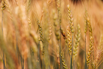 Barley Field in Sunset