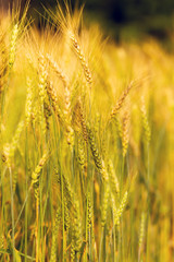 Barley Field in Sunset