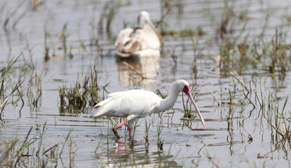 African spoonbill fishing in a waterhole
