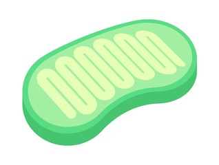 ミトコンドリア