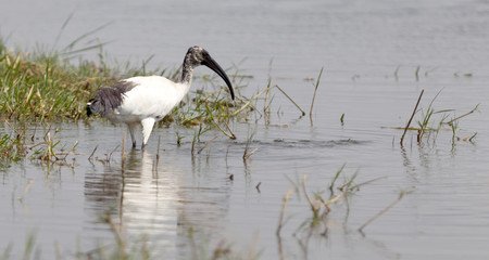 Threskiornis melanocephalus or the Black-headed Ibis - Wading in a river