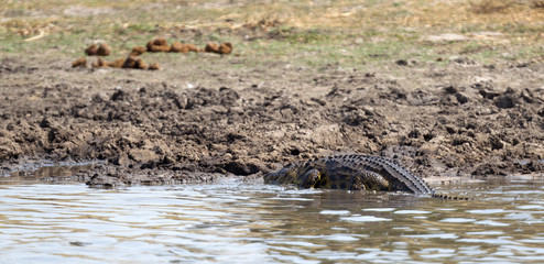 Crocodile in Botswana