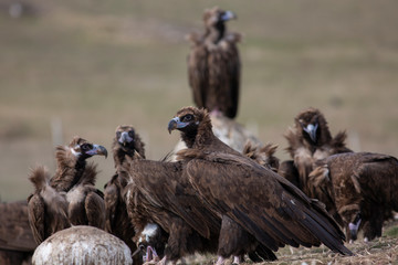 Cinereous Vulture Birds