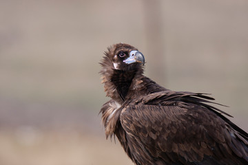 Cinereous Vulture Birds