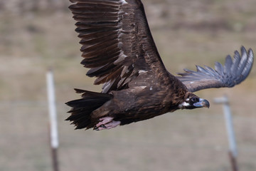 Cinereous Vulture Birds