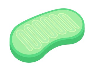 ミトコンドリア