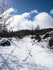 Snowy Trail in Northern California Post Camp Fire