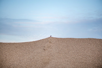 Bird sitting on large piles of construction sand and gravel used for asphalt production and...