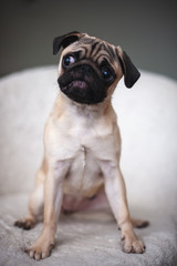 Obraz premium Pug looks carefully, bowing his head