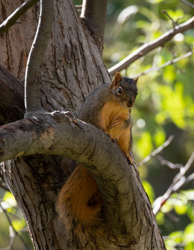 Red Squirrel Perched on a Tree Limb Looking Down