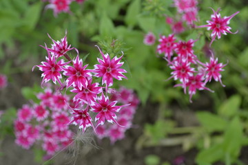 Fototapeta premium flowers in garden