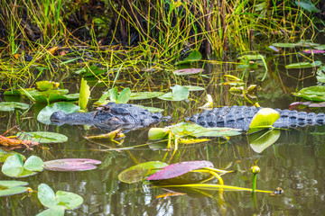 A large American Alligator in Miami, Florida