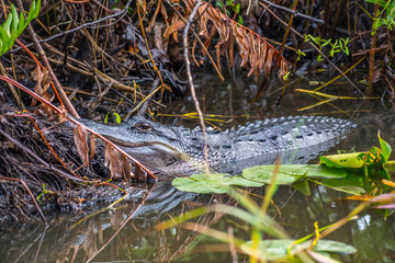 A large American Alligator in Miami, Florida