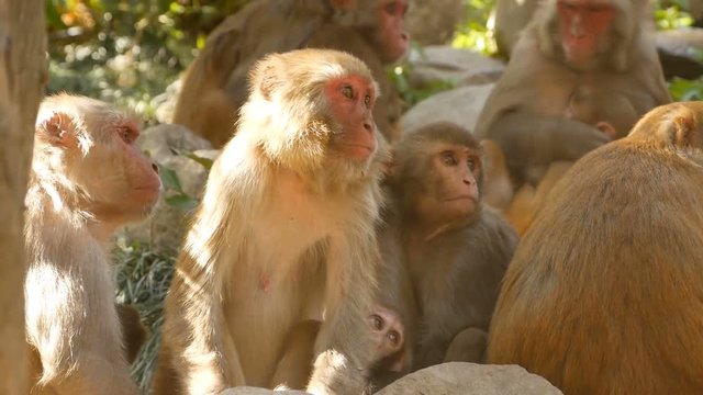 Group of rhesus macaques on rocks. Family of furry beautiful macaques gathering on rocks in nature and sleeping. Swayambhunath Stupa (Monkey Temple) in Kathmandu Nepal