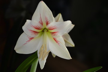 white flower on black background