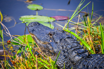 A large American Alligator in Miami, Florida