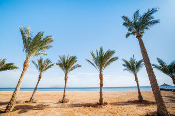 Fototapeta na wymiar ocean beach with row palms on horizon