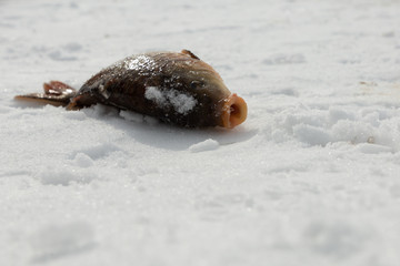 Fish on a frozen lake