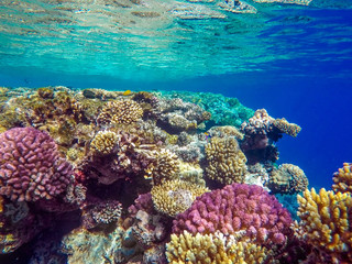 olorful corals and exotic fishes at the bottom of the red sea. beautiful natural summer background
