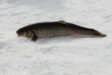 Fish on a frozen lake