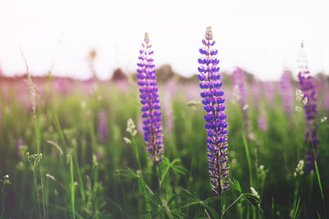 beautiful blue and violet lupines in rural field at sunrise (sunset). natural floral background 