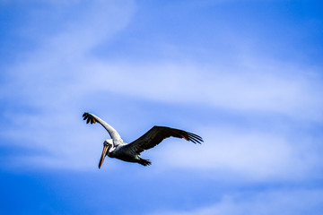 A Brown Pelican flying around in Miami, Florida