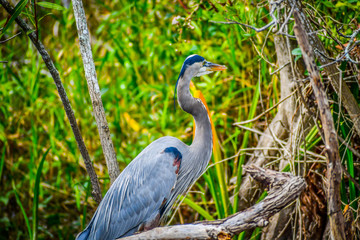 A Great Blue Heron in Miami, Florida