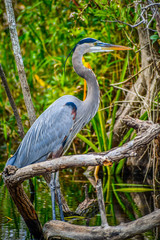 A Great Blue Heron in Miami, Florida
