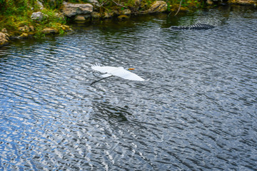 A Great White Egret in Miami, Florida
