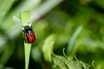 Bugs