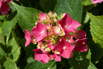 Blooming pink hydrangea