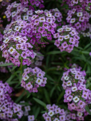 Sweet alyssum purple flowers