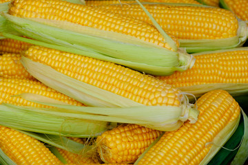 Sweet corn cobs background