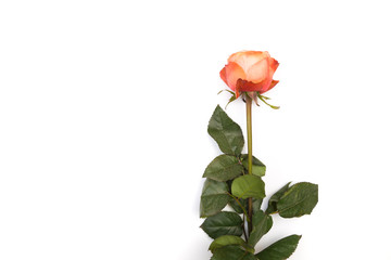 pink rose isolated on white