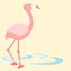 Flamingo walking in the pond