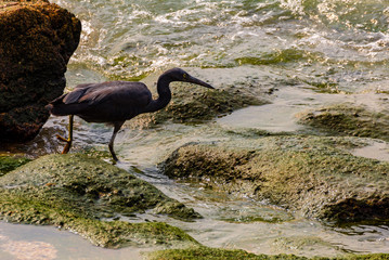 Sea birds on rocks and by the sea shore and the ocean.