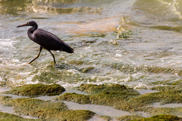 Sea birds on rocks and by the sea shore and the ocean.