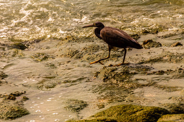 Sea birds on rocks and by the sea shore and the ocean.