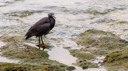 Sea birds on rocks and by the sea shore and the ocean.