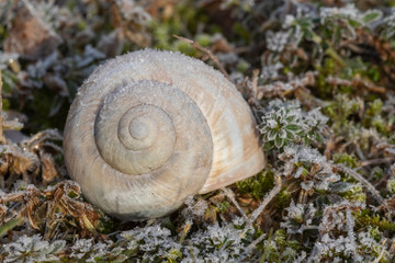 Schneckenhaus auf einer Wiese mit Raureif